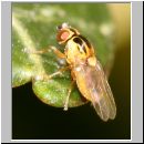 Chlorops sp - Gelbe Halmfliege 03 2-3mm.jpg